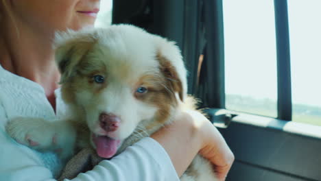 pasajero con un cachorro en los brazos viaja en el asiento trasero de un camión