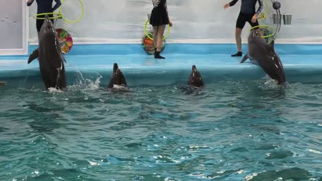 dolphin show at the aquarium