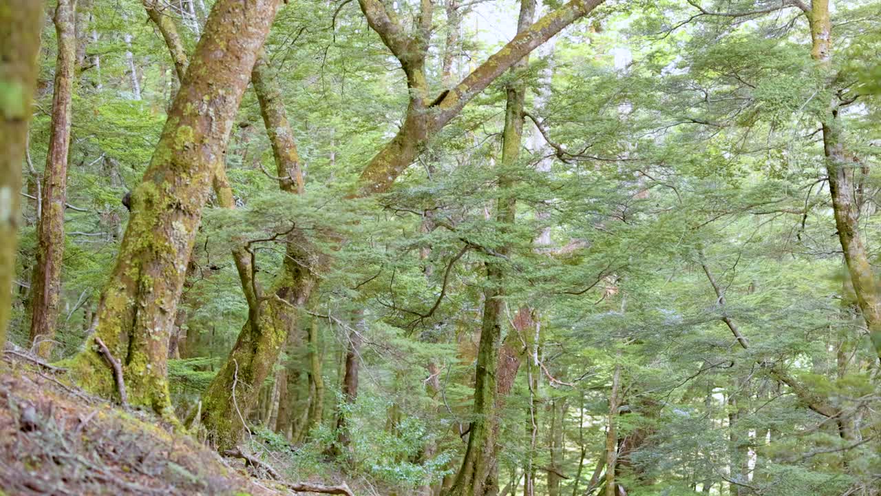 Slow pan from orange trail marker on tree to dense, sunlit New Zealand forest landscape