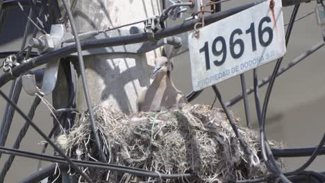 pigeon resting in nest on telephone pole