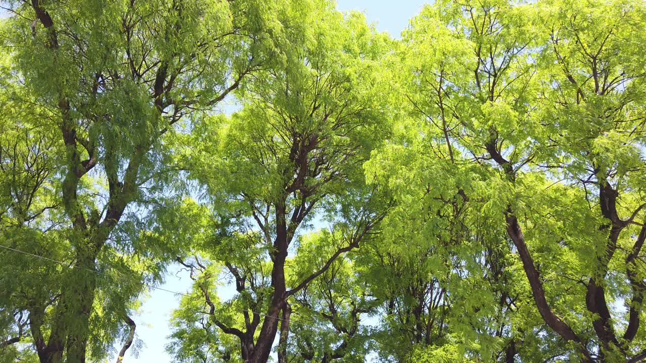 Lush Green Trees in a City Setting