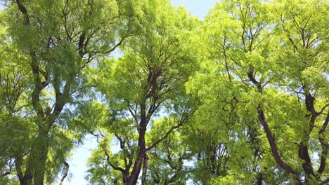 lush green trees in a city setting