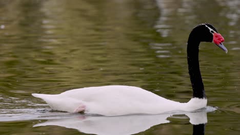 hermoso cisne de cuello negro flotando en un estanque tranquilo durante el día, pista de cierre