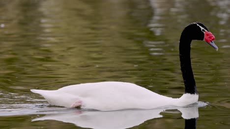 beautiful black-necked swan floating on calm pond during daylight,close up track