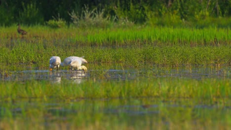 Süßer-Eurasischer-Löffler,-Der-Im-Vogelschutzgebiet-Nahrung-Aus-Sumpfgewässern-Findet