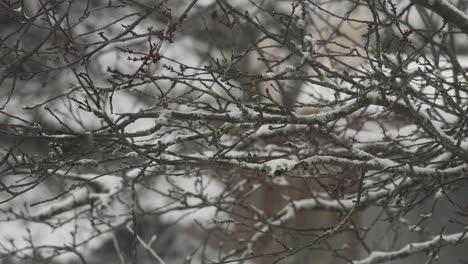 Close-up-footage-of-a-cherry-blossom-tree-during-winter-without-petal's-gently-swaying-with-the-wind