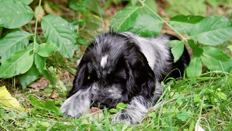 Lindo-Cachorro-Spaniel-Está-Desconcertado-Por-El-Hueso-De-Melocotón,-Enfoque-Suave-Fijo