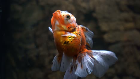 freshwater fish species, selective breeding oranda goldfish, carassius auratus auratus swim gracefully and peacefully in aquarium tank