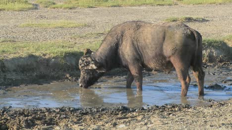 un búfalo del cabo pastando en un abrevadero en áfrica