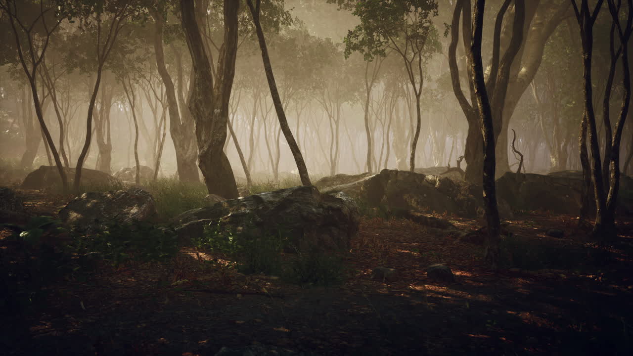 안개가 많은 아침에 숲 속의  ⁇ 빛