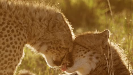 slow motion of cheetah cub and mother at sunset, mum licking cleaning grooming and caring for baby in africa, african wildlife safari animals in maasai mara, kenya in masai mara