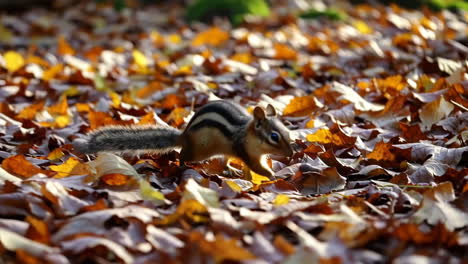 chipmunk in autumn leaves
