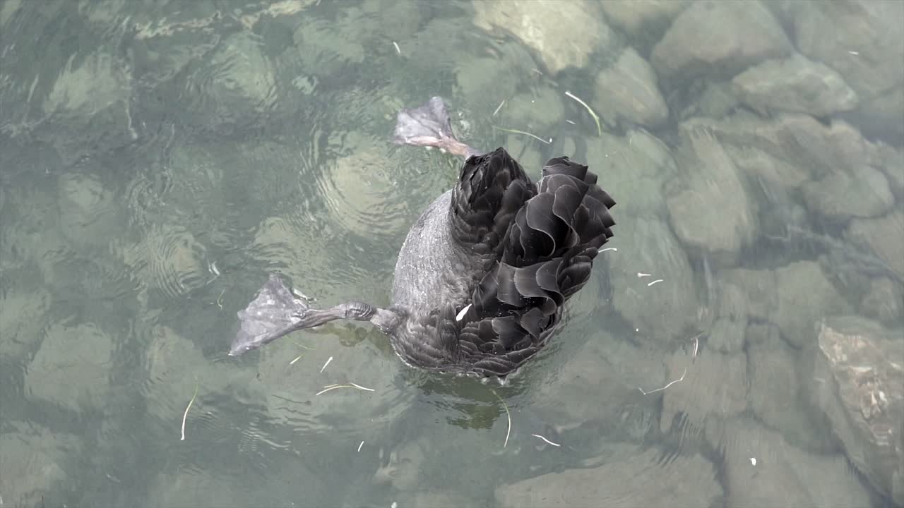 Schwarzer Schwan im Wasser