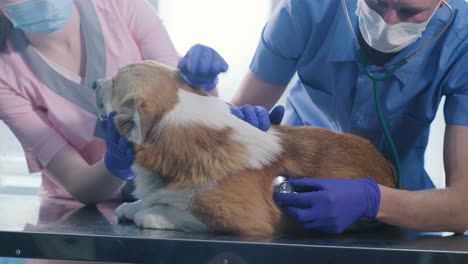 a team of veterinarians examines a sick corgi dog using an stethoscope