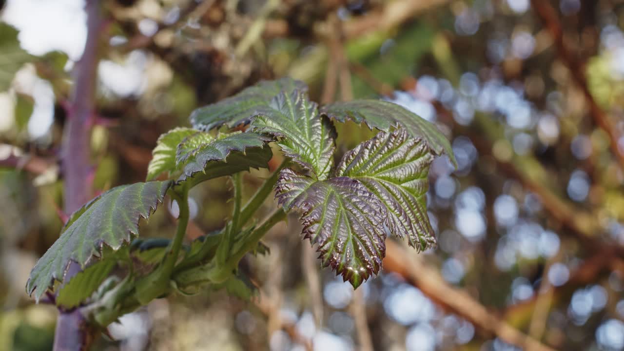 hoja de arbusto de mora balanceándose en el viento