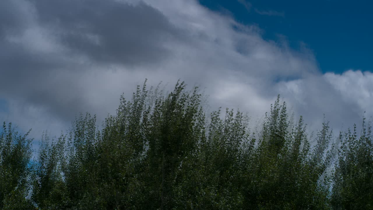 바람 부는 날 은포플러 나무 꼭대기와 구름의 시간 경과