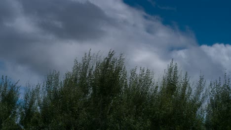lapso de tiempo de las copas de los árboles de álamo plateado y las nubes en un día ventoso