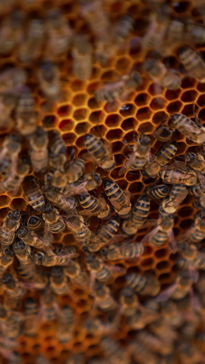 Honey bees working on a honeycomb. Background of a bee frame with bees crawling and producing organic honey. Close-up.. Vertical video