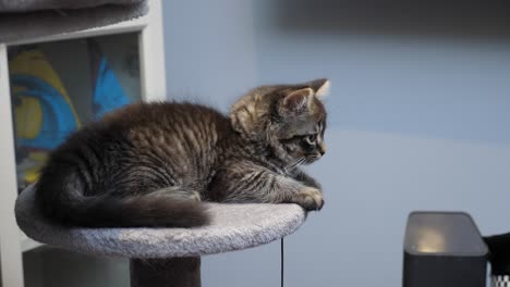 Winzige-Süße-Kleine-Kätzchenkatze,-Die-Auf-Platfrom-Mainecoon-Longhair-Tabby-Ruht