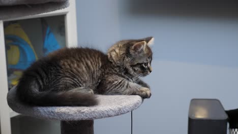 diminuto lindo gatito gato descansando en platfrom mainecoon longhair tabby