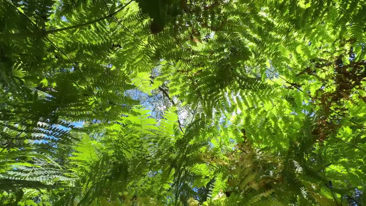 Guardando dal livello del suolo sotto il lussureggiante fogliame verde della felce comune in una giornata di sole in un bosco nel Warwickshire, Inghilterra.