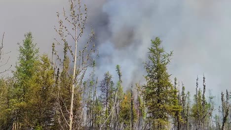 video of devastating forest fires