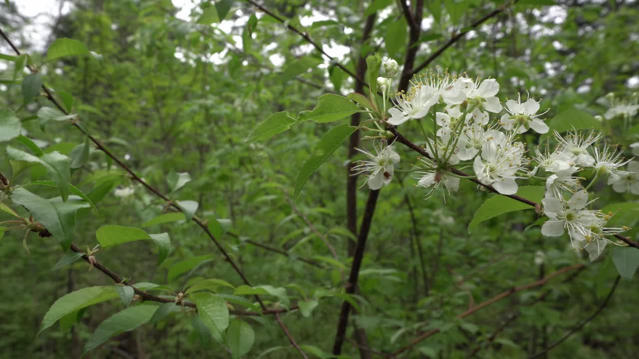 Beautiful white flowers on a tree branch swaying in the wind. All around, there are many green tree leaves