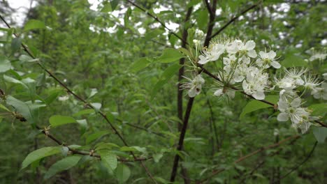 beautiful white flowers on a tree branch swaying in the wind. all around, there are many green tree leaves