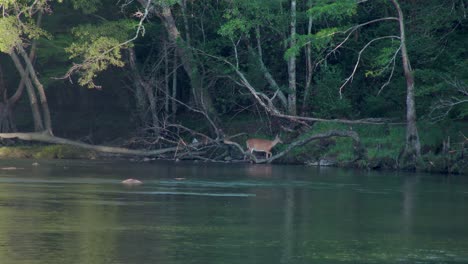 Rehe-Treten-Aus-Dem-Fluss-Auf-Die-Ufer