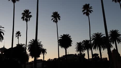 palm trees silhouetted against a sunset sky