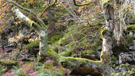 Peaceful-autumn-and-winter-woods-with-a-slow-stream,-golden-oaks,-and-fallen-leaves-in-a-serene-landscape