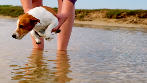 person holding a jack russell terrier dog in shallow water