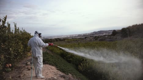 farmer spray insecticide, pesticide, pesticides or insecticides spraying on lemon trees agricultural field in spain