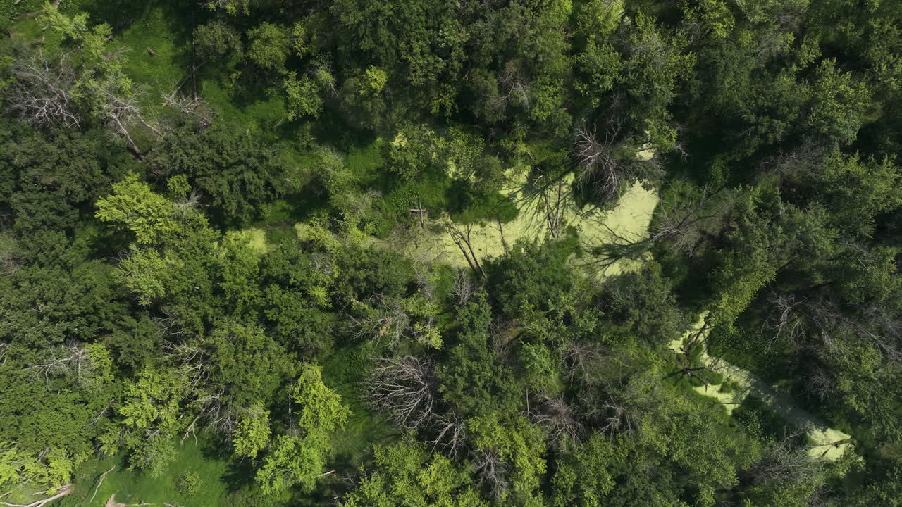 fotografía aérea de la llanura de inundación del bosque en el río mississippi superior