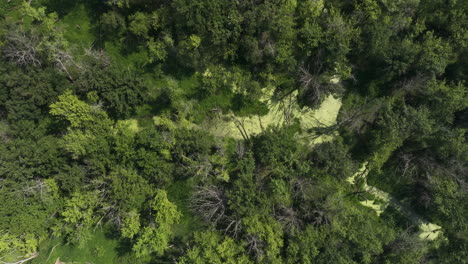 overhead aerial shot of floodplain forest slough in upper mississippi river