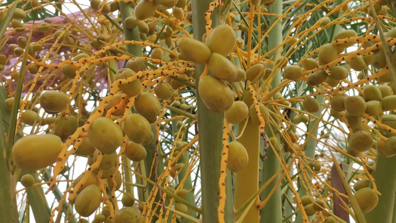 Ripping fruits of dates on the tree, close up view