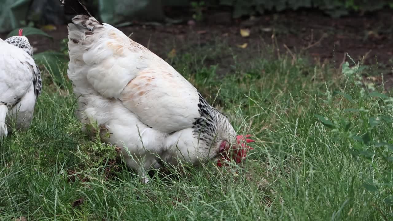 A Light Sussex hen foraging in back garden. UK
