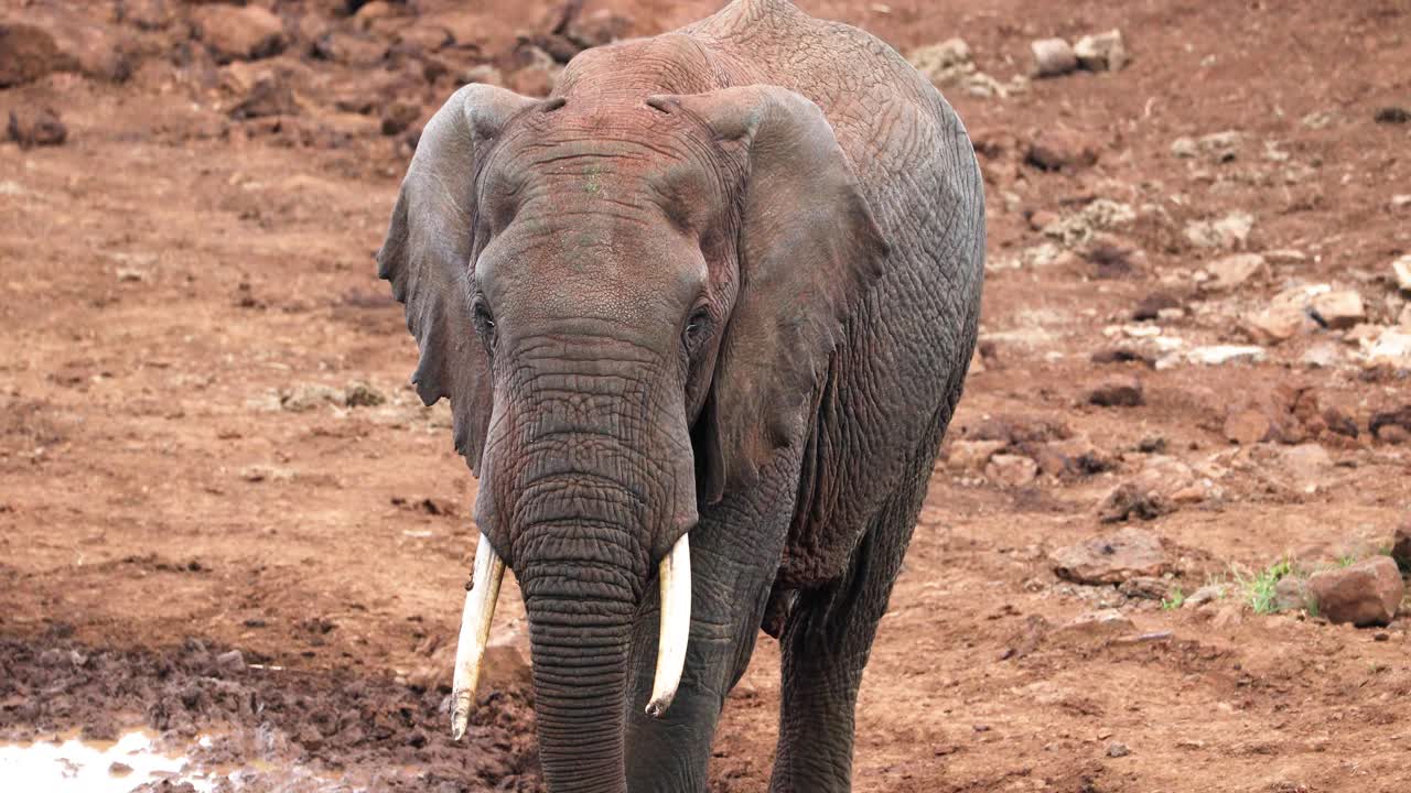 elefante salvaje caminando en el parque nacional de aberdare en kenia - amplio