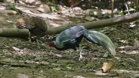 Seen-foraging-together-with-its-female-friend-deep-in-the-forest,-Kalij-Pheasant-Lophura-leucomelanos,-Thailand