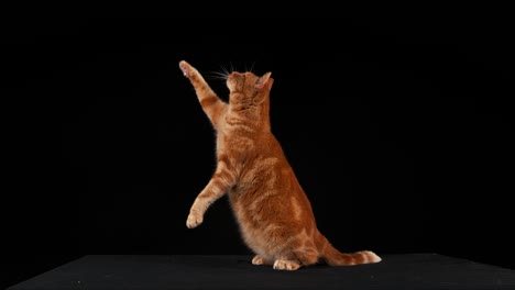 red tabby domestic cat, adult leaping against black background, slow motion 4k