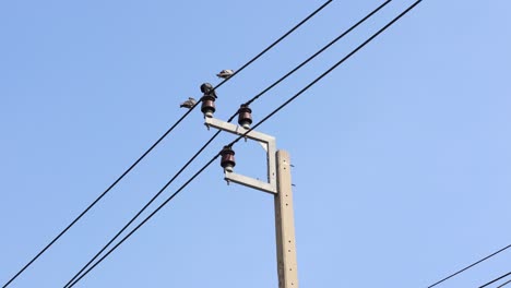 bird perched and flying away from pole