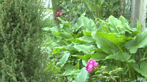 beautiful garden with various plants and flowers