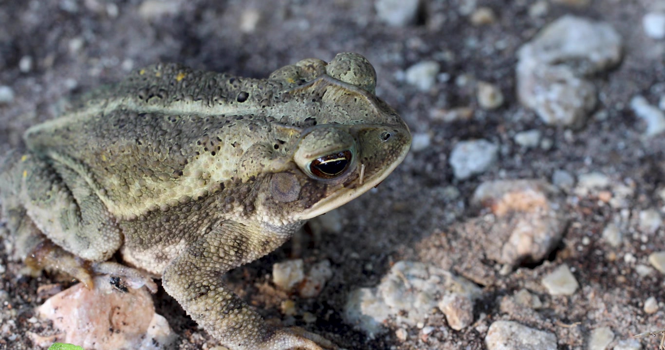 Video statico di un rospo della costa del Golfo (Incilius valliceps). La telecamera è in primo piano, ripresa dal fianco del rospo.