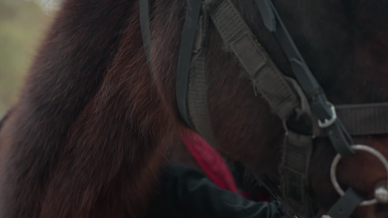 Equipo para caballos detallado, vista nítida de arnés equino con fondo de heno, aparejo intrincado para caballos mostrado sobre un telón de fondo de heno, imagen detallada que captura el arnés y el bocado del caballo con heno de fondo