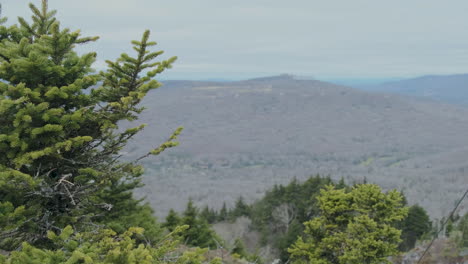 looking over the blue ridge mountains with a fir tree in the foreground