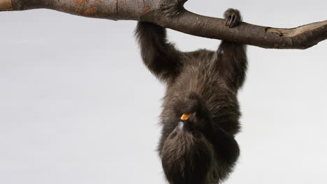 sloth hanging upside down eats snack - isolated on white background