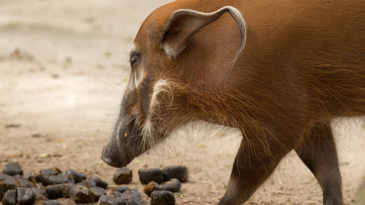 Un cinghiale del fiume rosso annusa il terreno e cerca cibo in un ambiente esterno fangoso.
