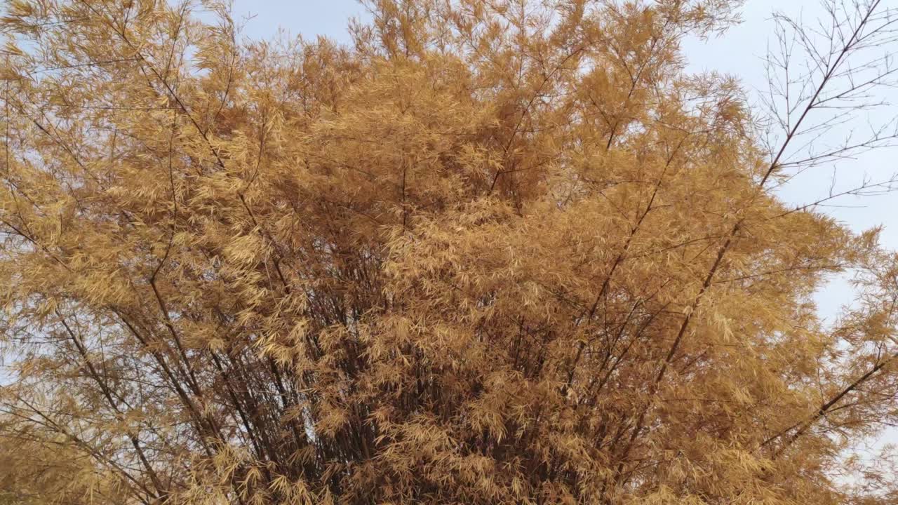 가을에 바람에 흔들리는 많은 대나무 풀.