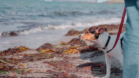 perro cachorro mirando el océano en un día soleado