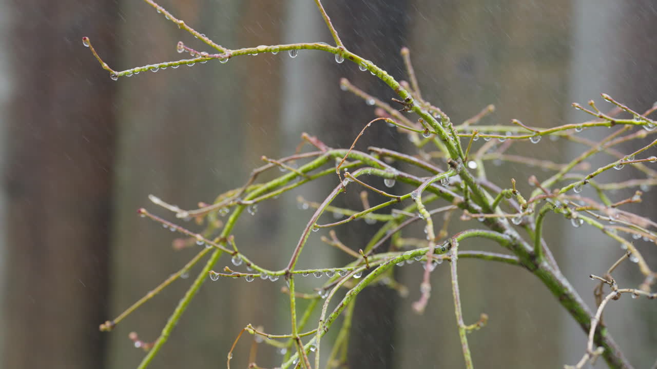 Raindrops glisten on bare branches during gentle fall rain